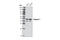 Caspase 1 antibody, 3866T, Cell Signaling Technology, Western Blot image 