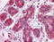Enolase 1 antibody, 51-455, ProSci, Immunohistochemistry frozen image 