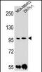 Protocadherin 1 antibody, PA5-35091, Invitrogen Antibodies, Western Blot image 