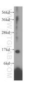 Ribosomal Protein L28 antibody, 16649-1-AP, Proteintech Group, Western Blot image 