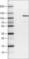 DNA-binding protein SATB2 antibody, NBP2-52915, Novus Biologicals, Western Blot image 