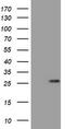 BCL2 Interacting Protein 1 antibody, TA802193BM, Origene, Western Blot image 