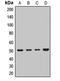Interferon Related Developmental Regulator 1 antibody, LS-C668297, Lifespan Biosciences, Western Blot image 