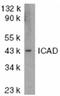 DFF45/ICAD antibody, ADI-AAP-451-E, Enzo Life Sciences, Western Blot image 