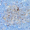 Siah E3 Ubiquitin Protein Ligase 1 antibody, 18-666, ProSci, Immunohistochemistry frozen image 