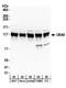 Ubiquitin Like Modifier Activating Enzyme 6 antibody, A304-107A, Bethyl Labs, Western Blot image 