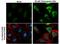 GABA Type A Receptor Associated Protein Like 1 antibody, PA5-78451, Invitrogen Antibodies, Immunofluorescence image 