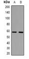Dopachrome Tautomerase antibody, orb382702, Biorbyt, Western Blot image 