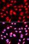MALT1 Paracaspase antibody, orb136753, Biorbyt, Immunofluorescence image 