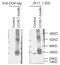 Ubiquitin carboxyl-terminal hydrolase isozyme L1 antibody, TA591048, Origene, Western Blot image 