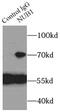 Negative Regulator Of Ubiquitin Like Proteins 1 antibody, FNab05887, FineTest, Immunoprecipitation image 