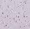 Myocyte Enhancer Factor 2C antibody, NBP1-89468, Novus Biologicals, Immunohistochemistry paraffin image 
