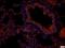 Purinergic Receptor P2Y2 antibody, orb402972, Biorbyt, Immunofluorescence image 