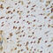Nucleolin antibody, 19-935, ProSci, Immunohistochemistry frozen image 