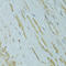 Intraflagellar Transport 57 antibody, LS-C749643, Lifespan Biosciences, Immunohistochemistry paraffin image 