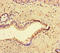 Cyclin O antibody, LS-C677413, Lifespan Biosciences, Immunohistochemistry paraffin image 