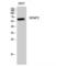Sentrin-specific protease 2 antibody, LS-C386010, Lifespan Biosciences, Western Blot image 