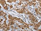 Sperm-associated antigen 1 antibody, CSB-PA090256, Cusabio, Immunohistochemistry frozen image 