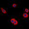 Mucin 16, Cell Surface Associated antibody, LS-C356195, Lifespan Biosciences, Immunofluorescence image 