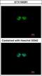 G Protein Pathway Suppressor 1 antibody, GTX100291, GeneTex, Immunofluorescence image 