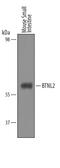 Butyrophilin Like 2 antibody, AF5236, R&D Systems, Western Blot image 