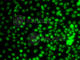 Krueppel-like factor 9 antibody, A7196, ABclonal Technology, Immunofluorescence image 