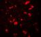 Oligodendrocyte Transcription Factor 1 antibody, A06108, Boster Biological Technology, Immunofluorescence image 