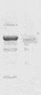STAT3 antibody, TA354955, Origene, Western Blot image 