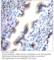 Heart- and neural crest derivatives-expressed protein 2 antibody, HAND2-201AP, FabGennix, Immunohistochemistry paraffin image 
