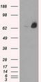 Leukotriene A(4) hydrolase antibody, LS-C114732, Lifespan Biosciences, Western Blot image 