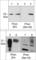 PRP antibody, PM3971, ECM Biosciences, Western Blot image 