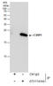 Cysteine And Glycine Rich Protein 1 antibody, GTX114344, GeneTex, Immunoprecipitation image 