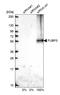 Far upstream element-binding protein 3 antibody, HPA047658, Atlas Antibodies, Western Blot image 