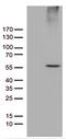Ring Finger Protein 14 antibody, TA810955, Origene, Western Blot image 