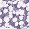 Peroxisomal Biogenesis Factor 12 antibody, NBP2-49599, Novus Biologicals, Immunohistochemistry paraffin image 