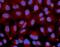 Butyrylcholinesterase antibody, FNab00833, FineTest, Immunofluorescence image 