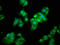 Methionine aminopeptidase 1 antibody, LS-C671053, Lifespan Biosciences, Immunofluorescence image 