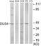 Dual Specificity Phosphatase 4 antibody, A30480, Boster Biological Technology, Western Blot image 
