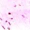 Metallothionein 2A antibody, LS-C667906, Lifespan Biosciences, Immunohistochemistry paraffin image 