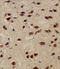 NIMA Related Kinase 2 antibody, 63-380, ProSci, Immunofluorescence image 