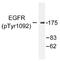 EGFR antibody, AP01576PU-N, Origene, Western Blot image 