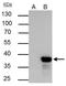 Non-Homologous End Joining Factor 1 antibody, NBP1-31288, Novus Biologicals, Immunoprecipitation image 