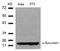 Synuclein Alpha antibody, AP08065PU-N, Origene, Western Blot image 