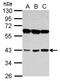 Peroxisomal 3,2-trans-enoyl-CoA isomerase antibody, GTX123947, GeneTex, Western Blot image 
