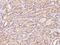 Growth Arrest And DNA Damage Inducible Beta antibody, 200522-T08, Sino Biological, Immunohistochemistry paraffin image 