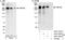 Tankyrase 1 Binding Protein 1 antibody, A301-437A, Bethyl Labs, Immunoprecipitation image 