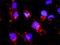 Cell Division Cycle 25A antibody, H00000993-M01, Novus Biologicals, Proximity Ligation Assay image 