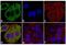 Mouse IgG (H+L) antibody, A-21200, Invitrogen Antibodies, Immunofluorescence image 