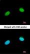 DNA repair protein XRCC3 antibody, orb73787, Biorbyt, Immunofluorescence image 