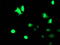 TAL BHLH Transcription Factor 1, Erythroid Differentiation Factor antibody, CF503901, Origene, Immunofluorescence image 